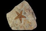 Ordovician Starfish (Petraster?) & Edrioasteroids - Morocco #94328-1